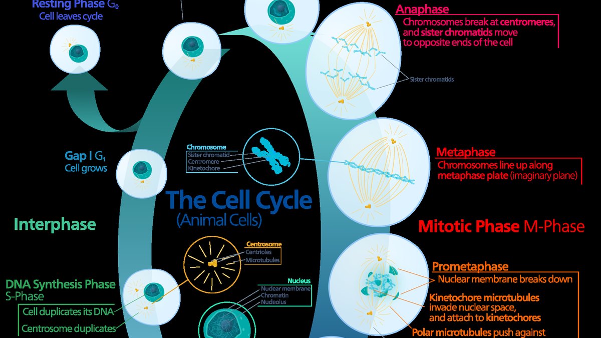 Hepatocyte cell biology — the cellular level where incretin metabolic peptides reshape liver lipid handling, a Panacea Bio Chem research subject by Bogdan Dicoias