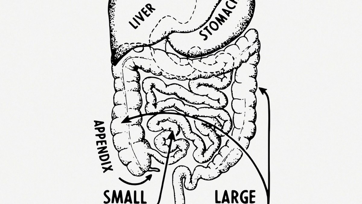Human liver anatomy — the organ central to fatty liver disease (MASH/MASLD) where incretin metabolic peptides act, a Panacea Bio Chem research subject by Bogdan Dicoias